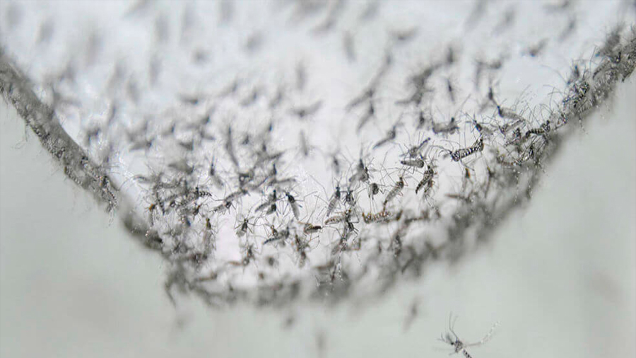 Científicos logran volver infértiles a los mosquitos que transmiten dengue