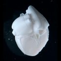 Crean con éxito partes del corazón de colágeno utilizando una bioimpresora 3D