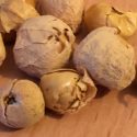 Una hierba medicinal india muestra propiedades antidiabéticas en ratones