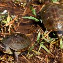 Embriones de tortuga ayudan a elegir su sexo: estudio