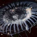 Científicos descubren una medusa que genera proteínas brillantes desconocidas para la ciencia