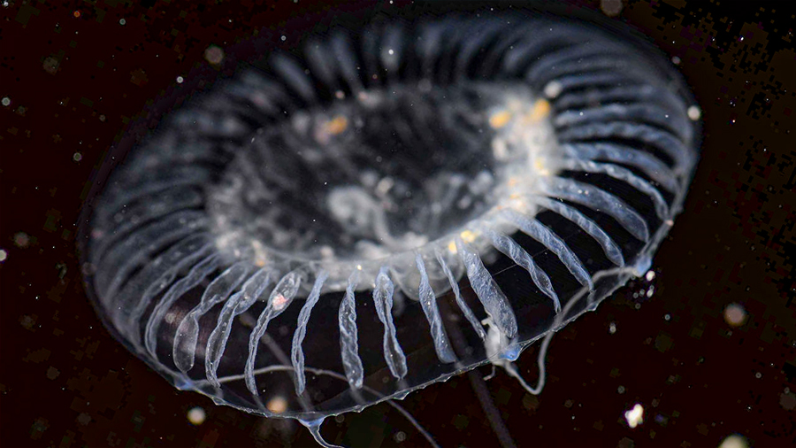 Científicos descubren una medusa que genera proteínas brillantes desconocidas para la ciencia