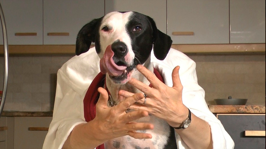 Mujer tuvo que amputarse los brazos y piernas tras una lamida infectada de su perro