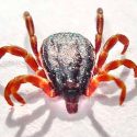 Especie invasiva de garrapata gigante detecta y persigue a sus víctimas desde decenas de metros