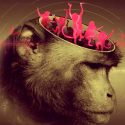 Macacos pueden seguir el ritmo al procesar movimiento. Revela investigación de la UNAM
