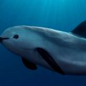 Inminente extinción: la población de vaquita marina está destruida en un 99%