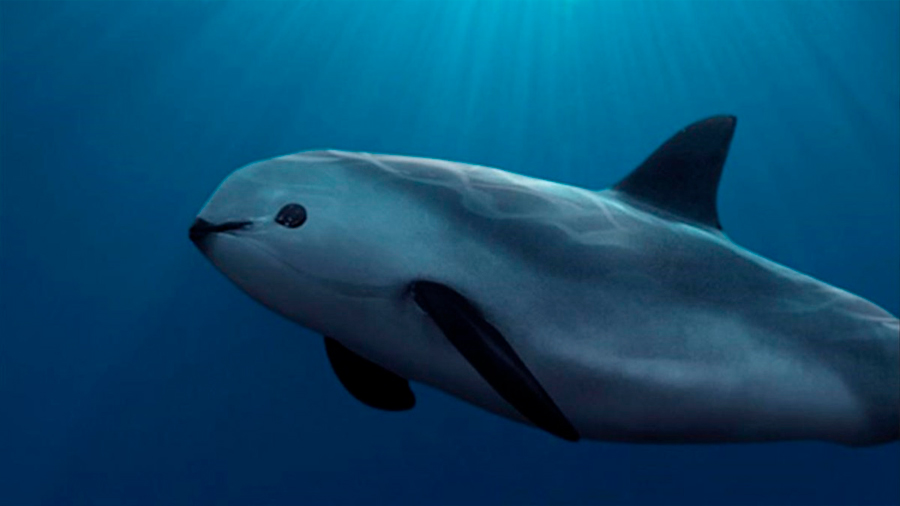 Inminente extinción: la población de vaquita marina está destruida en un 99%