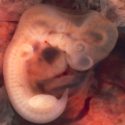 Españoles afirman haber creado el primer embrión de mono con células humanas