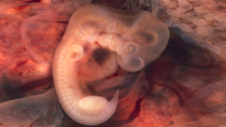 Españoles afirman haber creado el primer embrión de mono con células humanas