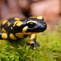 Acuario logra criar dos raros anfibios de Irán y México amenazados