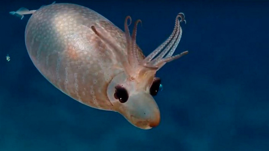 Logran visualizar a un calamar lechón a unos 1,500 metros de profundidad