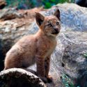Nace el primer lince boreal en el Pirineo catalán desde hace más de un siglo