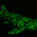 Moléculas únicas tornan biofluorescentes a algunos tiburones