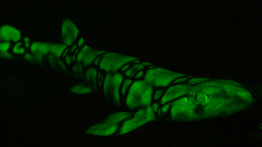 Moléculas únicas tornan biofluorescentes a algunos tiburones