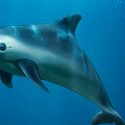 Solo quedan 20 ejemplares de la vaquita marina en todo el mundo