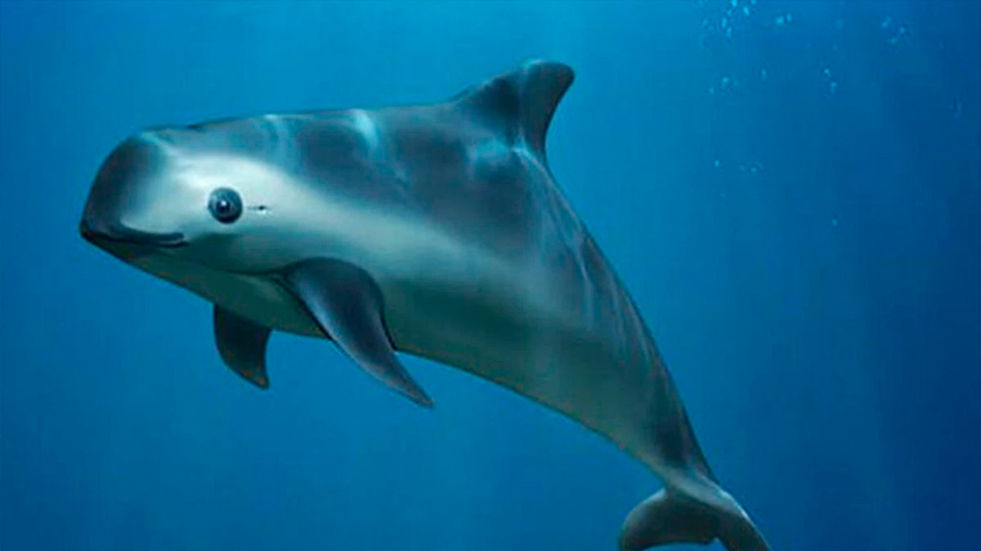 Solo quedan 20 ejemplares de la vaquita marina en todo el mundo