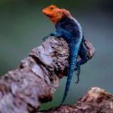 Descubren especies nunca antes vistas en Chimanimani