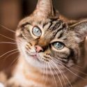 Científicos descubren que los gatos conocen sus nombres