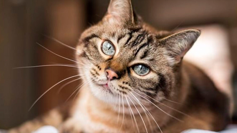 Científicos descubren que los gatos conocen sus nombres