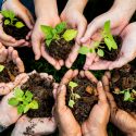 Un estudio urge a plantar un billón de árboles para salvar el planeta