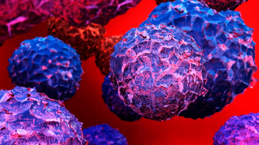 hallazgos muestran que todas las células inmaduras pueden convertirse en células madre