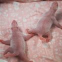 Nacen gemelos de pandas gigantes en un zoológico de Bélgica