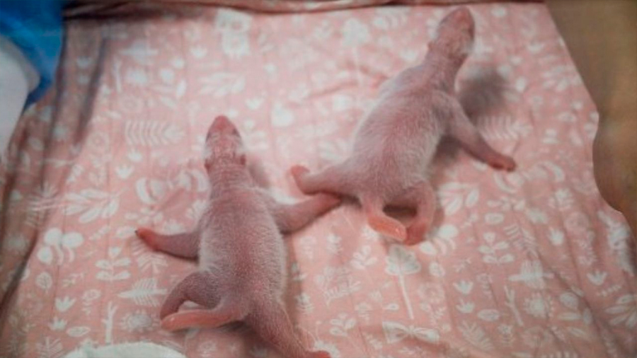 Nacen gemelos de pandas gigantes en un zoológico de Bélgica