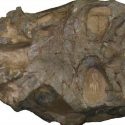 Descubren sin querer una nueva especie de dinosaurio