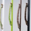Una larva capaz de camuflarse puede 'ver' los colores a través de la piel