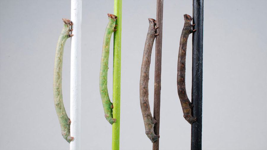 Una larva capaz de camuflarse puede 'ver' los colores a través de la piel