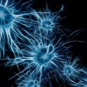 Crean neurona superconductora de nanohilos que en muchos aspectos se comporta como una real