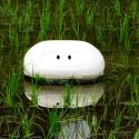 Un pato robot se encarga de cuidar los arrozales