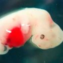 Permiten en Japón insertar células humanas en embriones de animales