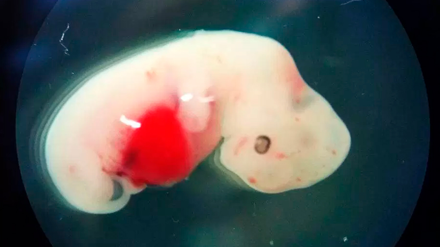 Permiten en Japón insertar células humanas en embriones de animales