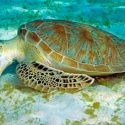 Confundidas, tortugas verdes comen plásticos parecidos a algas marinas