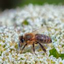 Startups mexicanas logran proteger a las abejas de la extinción