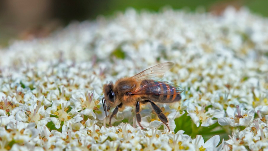 Startups mexicanas logran proteger a las abejas de la extinción