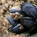 El mejillón, superfiltrador marino: arrasa con microplásticos, pesticidas y bacterias