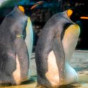 Pareja de pingüinos gay adopta un huevo abandonado