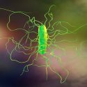 La bacteria causante de la diarrea está mutando para propagarse en los hospitales