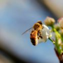 La agricultura es hoy 48 veces más tóxica de lo que era hace unas décadas. Y los insectos lo pagan