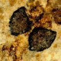 Ojos fosilizados de mosca muestran un pigmento clave en la visión compuesta