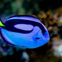 No hay 'efecto Nemo': las películas de animales promueven la conciencia