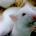 Invierten el proceso de envejecimiento en células madre de cerebro de rata