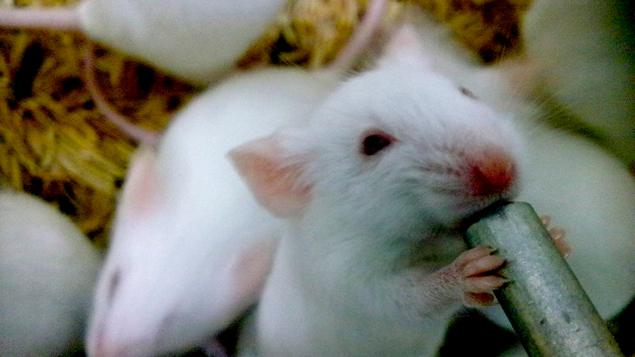Invierten el proceso de envejecimiento en células madre de cerebro de rata