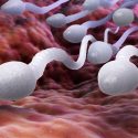 Científicos logran separar los espermatozoides que definen el sexo de los bebés