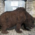 Destacan gran peso del ser humano en extinción del oso de las cavernas