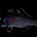 El pez ojo de linterna usa la bioluminiscencia para ‘quedar’ de noche