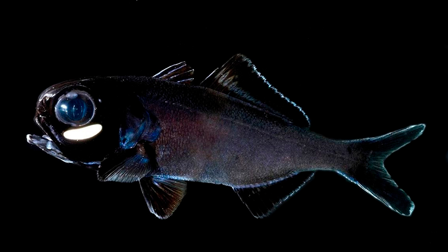El pez ojo de linterna usa la bioluminiscencia para ‘quedar’ de noche