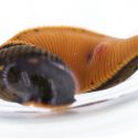 Descubren nueva especie de sanguijuela que tiene tres mandíbulas con hasta 59 dientes